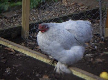 Pekin Bantam 'Pearl'