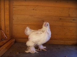 pekin bantam chick 6 weeks old