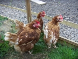 First ex battery hens