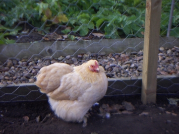 Pekin Bantam 'Melba'