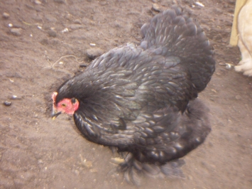 Pekin Bantam 'Pudding'