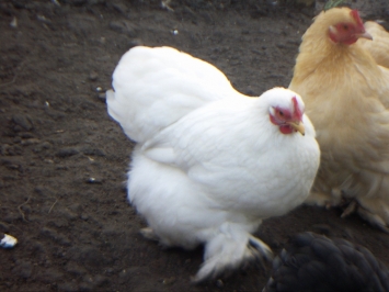 Pekin Bantam 'Floss'