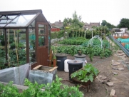 Middle of allotment July 2009