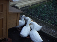 Aylesbury ducks