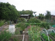 Bottom of Allotment July 2009