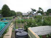 Top of Allotment July 2009