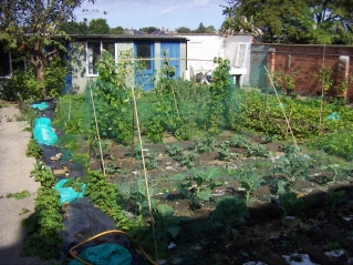 Garden August 2010 with vegetables well developed