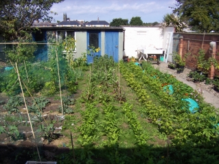 Garden August 2010 with vegetables well developed