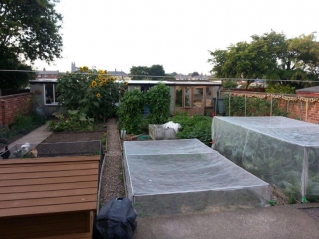 Garden in August 2013