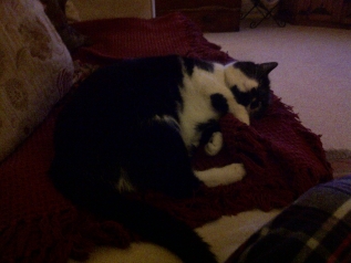 Osca on his rug