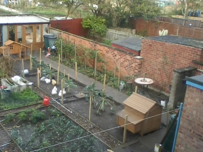 Ducks and bantamsin their new pen  27.10.2013