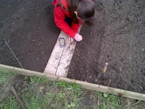 Planting peas