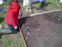 planting pumpkins