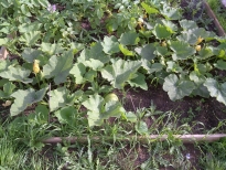 potatoes and pumpkins