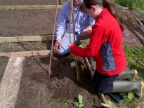 Megan planting runner beans